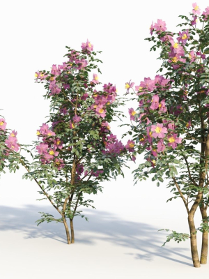 rosa-virginiana-d-3d-model-ff5d6067b8