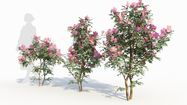 Rosa virginiana d