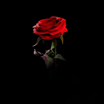 Rose 3d Model
