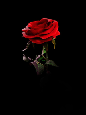 Rose 3d Model