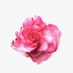 Rose Blast Animated