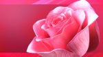 Rose Blast Animated