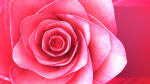 Rose Blast Animated