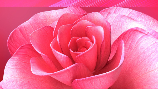 Rose Blast Animated