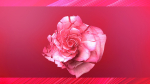Rose Blast Animated