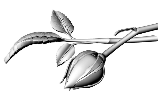 Rose Bud