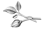 Rose Bud