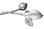 Rose Bud