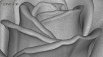 Rose Buds And Leaves Set