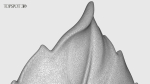 Rose Buds And Leaves Set