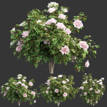 Rose bushes collection vol 74