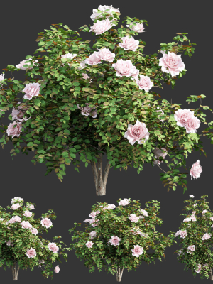 Rose bushes collection vol 74