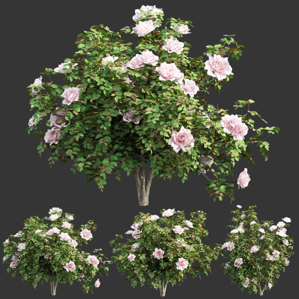 Rose bushes collection vol 74