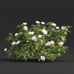Rose bushes collection vol 74
