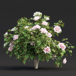 Rose bushes collection vol 74