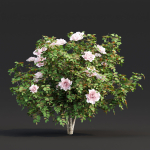 Rose bushes collection vol 74