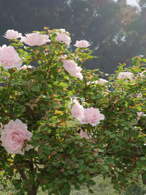 rose-bushes-collection-vol-74-3d-model-6231c12421