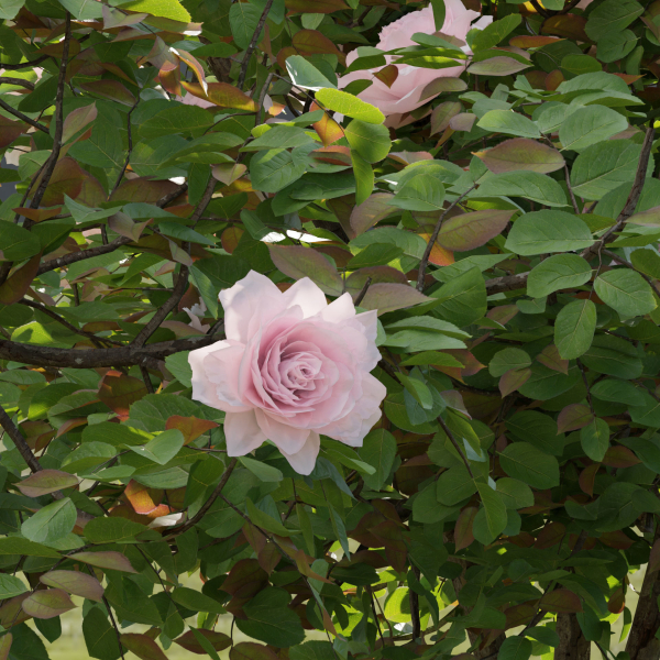 Rose bushes collection vol 74