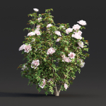Rose bushes collection vol 74