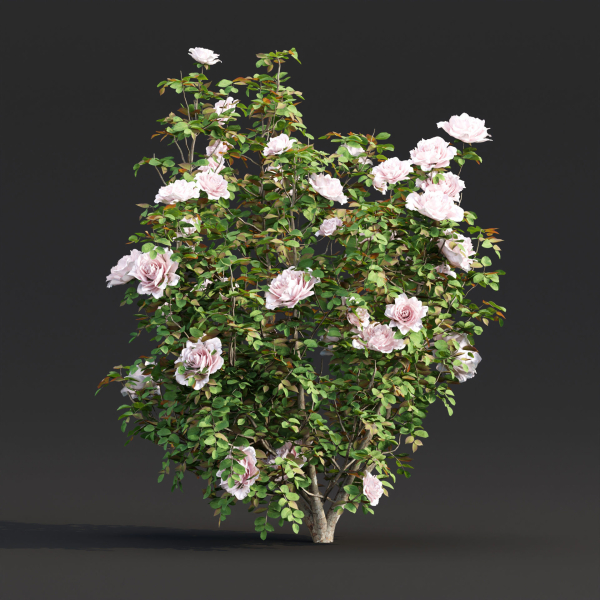 Rose bushes collection vol 74