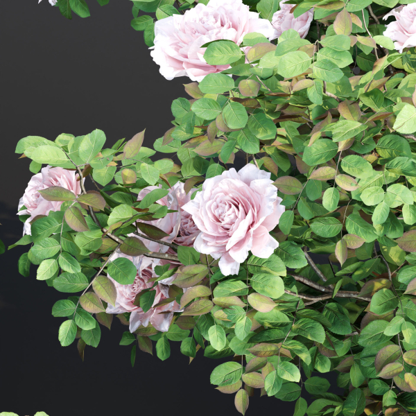 Rose bushes collection vol 74