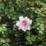 Rose bushes collection vol 74