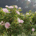 Rose bushes collection vol 74-Blender