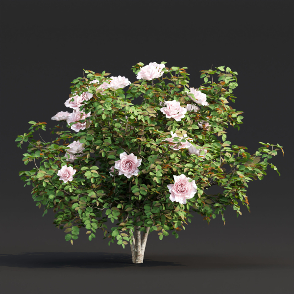 Rose bushes collection vol 74-Blender