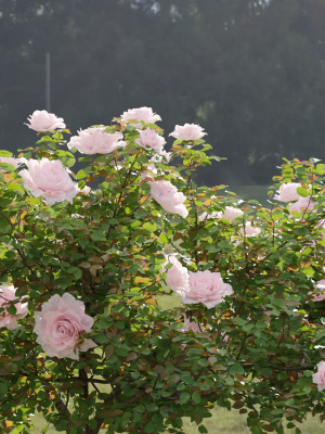 Rose bushes collection vol 74-Blender