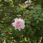 Rose bushes collection vol 74-Blender