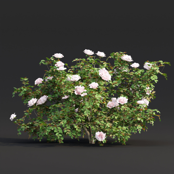 Rose bushes collection vol 74-Blender