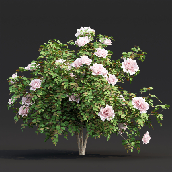 Rose bushes collection vol 74-Blender