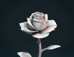 Rose Flower