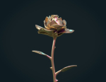 Rose Flower