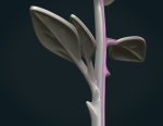 Rose Flower