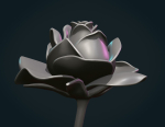 Rose Flower