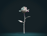 Rose Flower