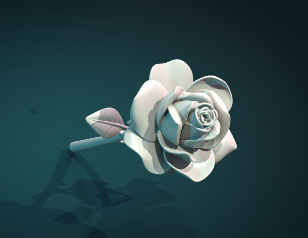 Rose Flower
