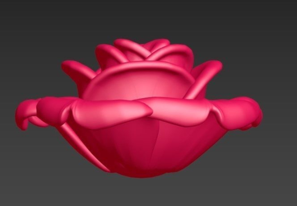 Rose flower