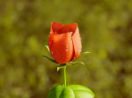 Rose Flower Growth Animation