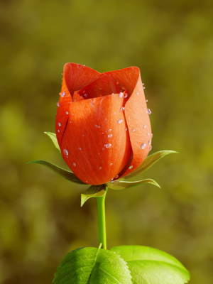 rose-flower-growth-animation-3d-model-animated-rigged-max-obj-fbx-c4d-unitypackage