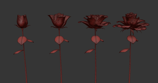 Rose Flower Growth Animation