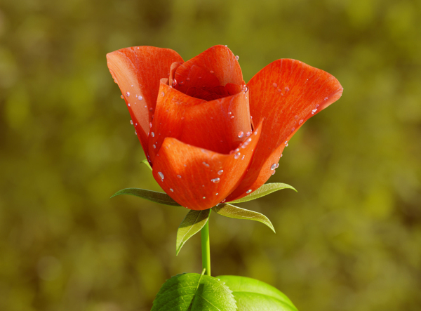 Rose Flower Growth Animation
