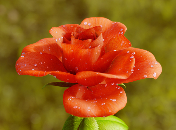 Rose Flower Growth Animation