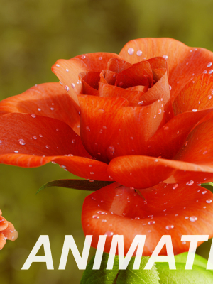 Rose Flower Growth Animation
