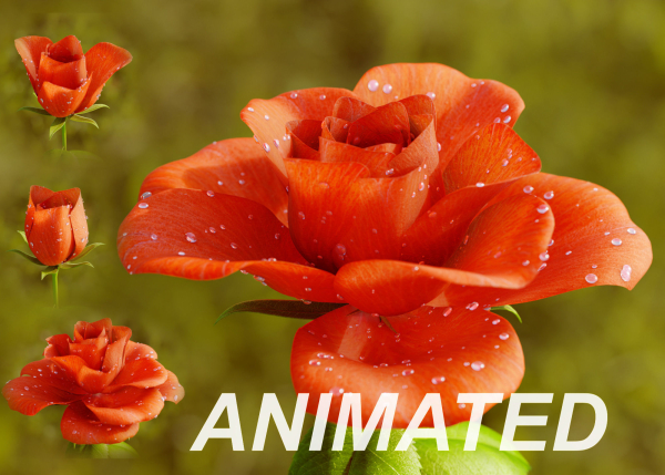Rose Flower Growth Animation