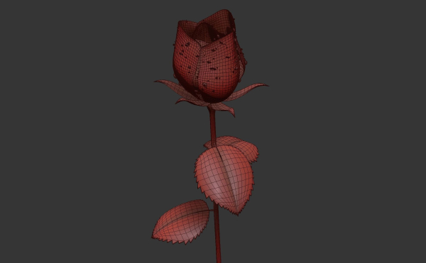 Rose Flower Growth Animation