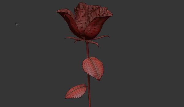 Rose Flower Growth Animation