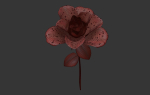 Rose Flower Growth Animation