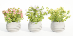 Rose flowering bushes collection vol 77-Blender